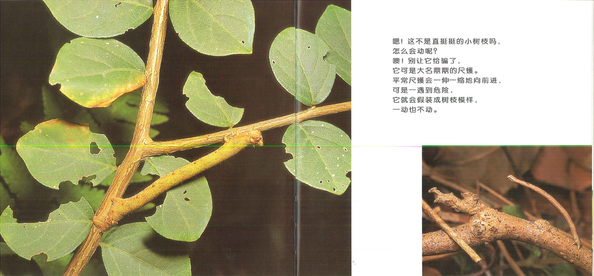 昆虫躲猫猫 (06),绘本,绘本故事,绘本阅读,故事书,童书,图画书,课外阅读